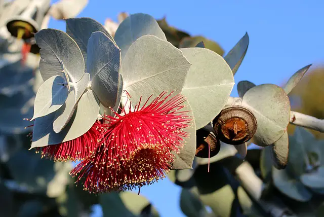 Eucalyptus Moisturizer Beard