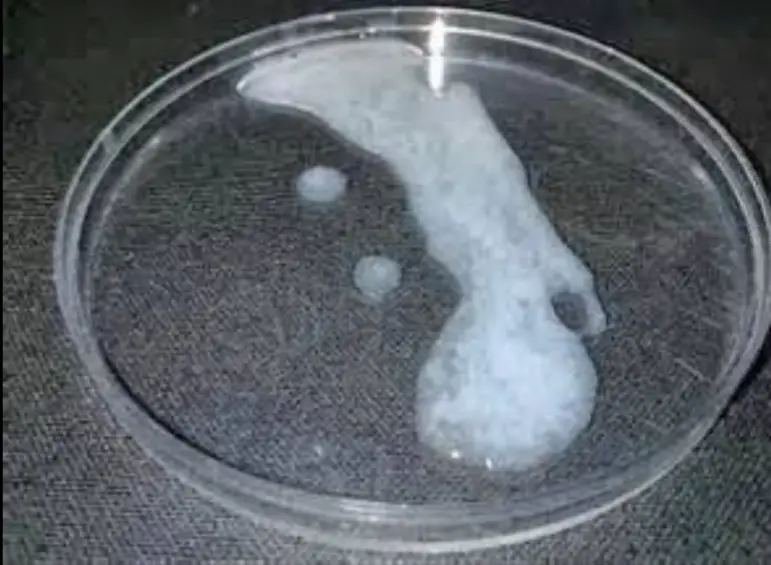 low sperm count facial hair,  does sperm make woman happy,  is sperm good for the skin and hair,  does sperm contain collagen,  can sperm on skin cause bumps, 